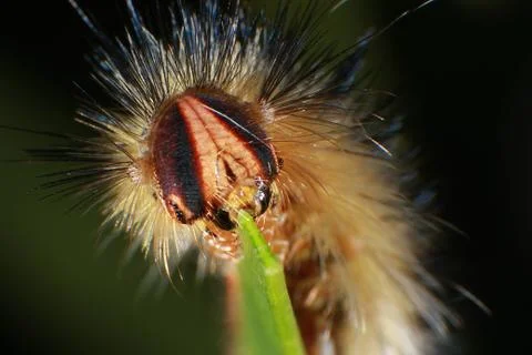 Caterpillar Insect Macro Stock Photos