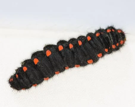 Caterpillar insect  macro Stock Photos