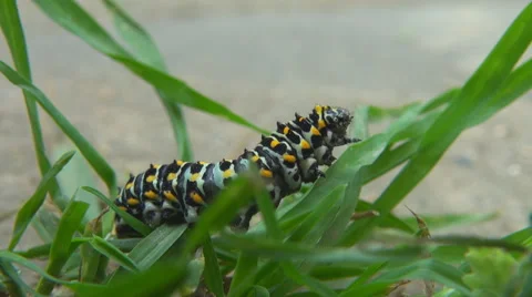 Caterpillar insect in motion bug crawl with orange dot adorable animal wildlife  Stock Footage 65717182