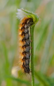 Caterpillar insect Stockfoto's