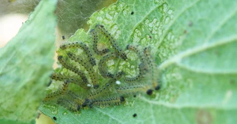 Caterpillar Insects Eat Green Leaf Fast. Garden Pests Rapidly Devouring Plum Stock Footage 200915832