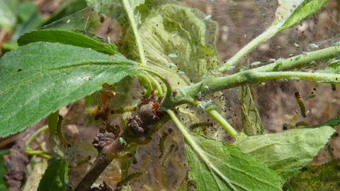 Caterpillar Insects Eat Green Leaf Fast. Garden Pests Rapidly Devouring Plu.. Stock Footage 298728381