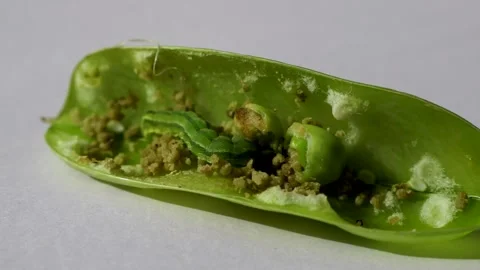 Caterpillar inside green peas. Stock Footage 161268679
