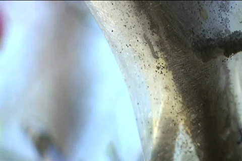 Caterpillar Inside Nest Stock-Footage 373957