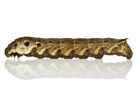 Caterpillar isolated Stock Photos