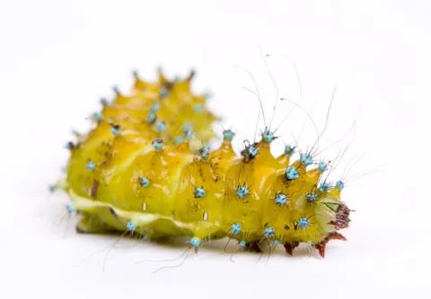 Caterpillar isolated on white background Stock Photos