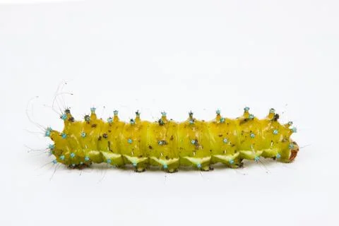 Caterpillar isolated on white background Stock Photos