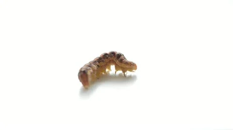 Caterpillar isolated on white Stock Footage 22008040