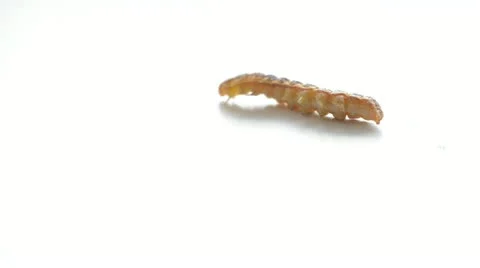 Caterpillar isolated on white Stock Footage 22008157