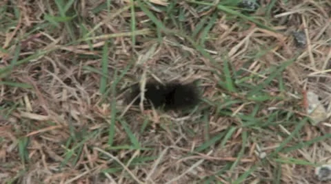 Caterpillar Journey 스톡 동영상 12579289