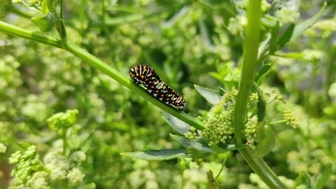 Caterpillar Journey on a Leafy Path Stock Footage 158325781