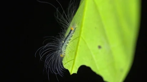 Caterpillar on jungle foliage Stock Footage 94222353