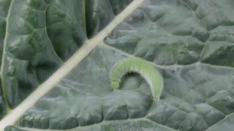 Caterpillar on Kale Leaf Stock Photos