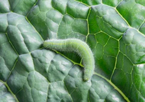Caterpillar on Kale Leaf Stock Photos