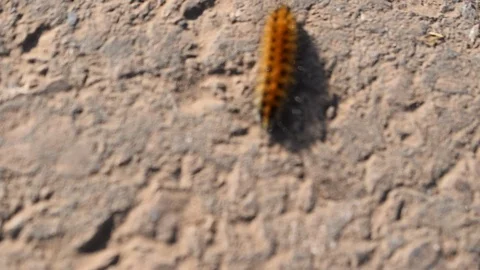 CATERPILLAR LARVA ON  A ROAD 库存影片 124076030
