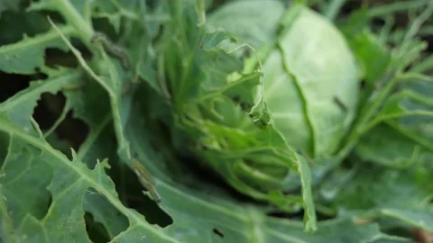 The caterpillar larvae of the cabbage white butterfly eating the leaves Stock Footage 147012908
