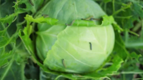 The caterpillar larvae of the cabbage white butterfly eating the leaves Stock Footage 147013063
