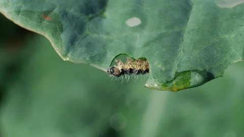 The caterpillar larvae of the cabbage white butterfly eating the leaves of a cab Stock Footage 206153317