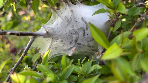 Caterpillar Larvae in a dense silky web in a British hedgerow Stock Footage 154318079