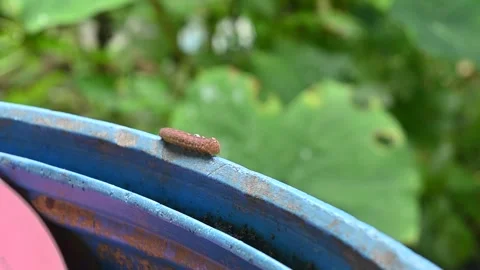 Caterpillar larvae Video stock 300764786