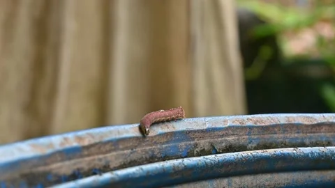 Caterpillar larvae Stock Footage 300764800