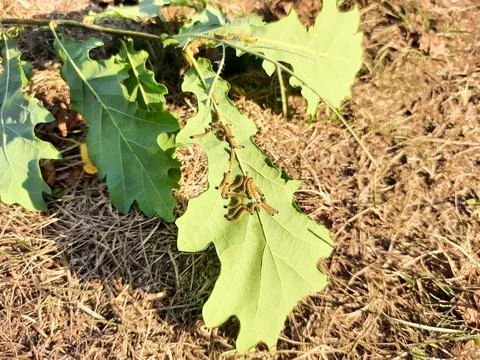 Caterpillar larvae on a leaf Foto stock