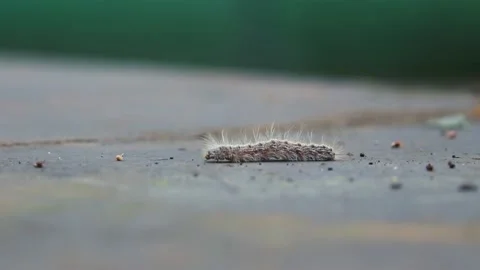Caterpillar the larval stage of members of the order Lepidoptera Stock Footage 170217342
