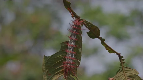 Caterpillar on a leaf in the Amazon rainforest Stock Footage 242341653