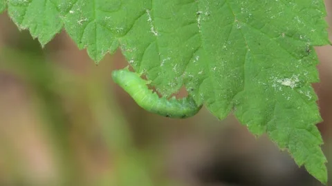 Caterpillar on a leaf beeing disturbed from an ant walking by Stock Footage 338011861