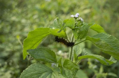 Caterpillar on a leaf feeding on it Stock Photos