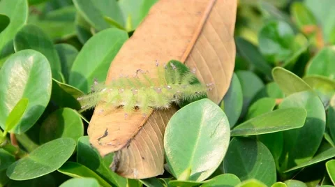 Caterpillar on leaf Stock Footage 42382896