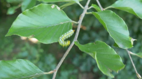 Caterpillar on Leaf Stock Footage 52213383