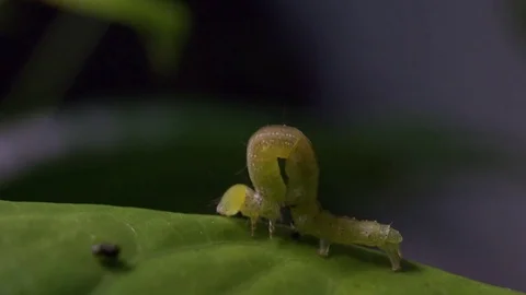 Caterpillar on a leaf Stock Footage 70405363