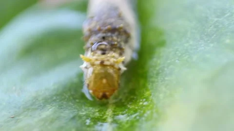Caterpillar on a leaf Vídeo Stock 156014470