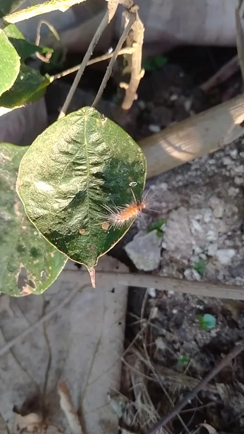 Caterpillar on a leaf Stock Footage 237617301
