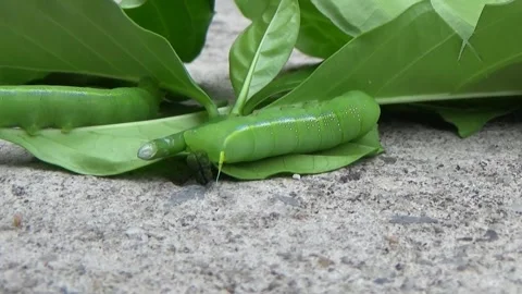 Caterpillar on leaf Video stock 291380542