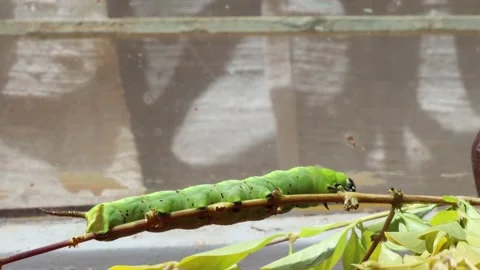 Caterpillar on leaf Stock Footage 297381004