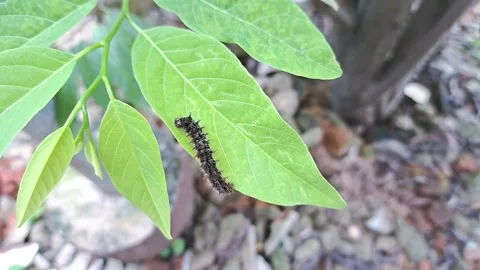 Caterpillar on leaf Video stock 303983900