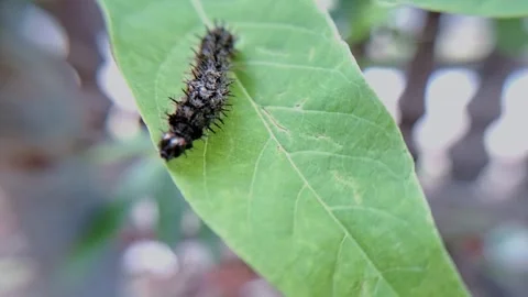 Caterpillar on leaf Video stock 303983953
