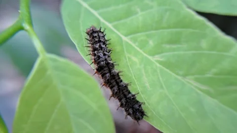 Caterpillar on leaf Video stock 303983958