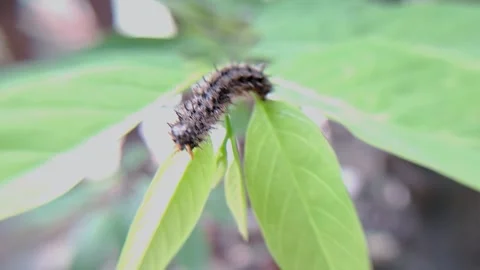Caterpillar on leaf Video stock 303984357