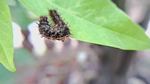Caterpillar on leaf Video stock 303984374