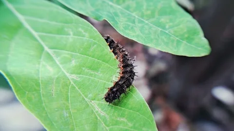 Caterpillar on leaf Video stock 303984400