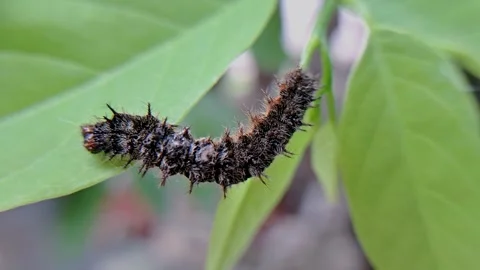 Caterpillar on leaf Video stock 303984403