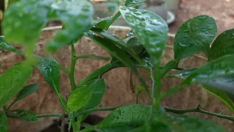 A caterpillar at the leaf Stock Footage 314629540