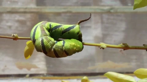 Caterpillar on leaf moving Stock Footage 297381039