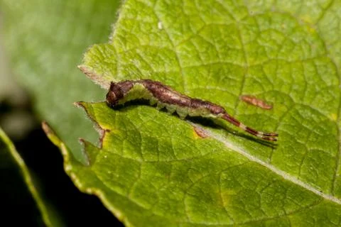 Caterpillar on leaf Stock Photos