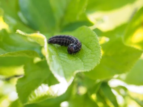 Caterpillar on leaf Stock Photos