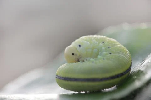 The caterpillar on the leaf Stock Photos