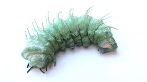 Caterpillar on leaf Stock Photos